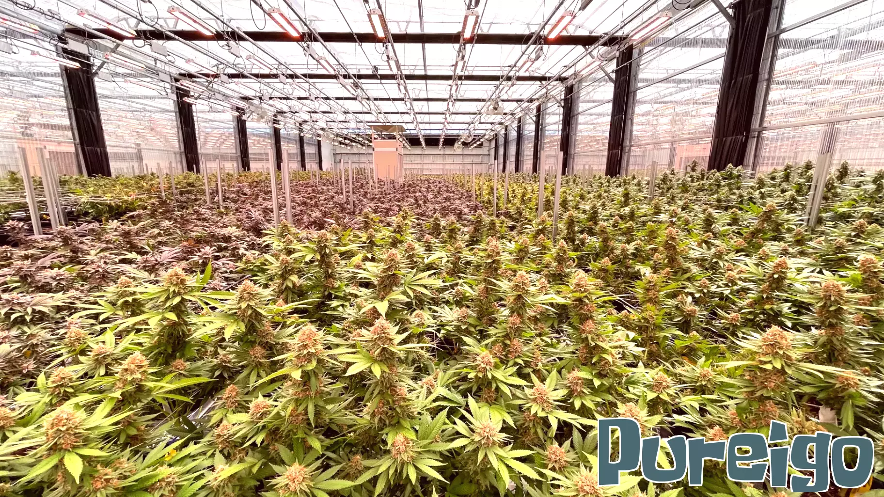 Assessing the Economic Impact of Missouri's Cannabis Industry